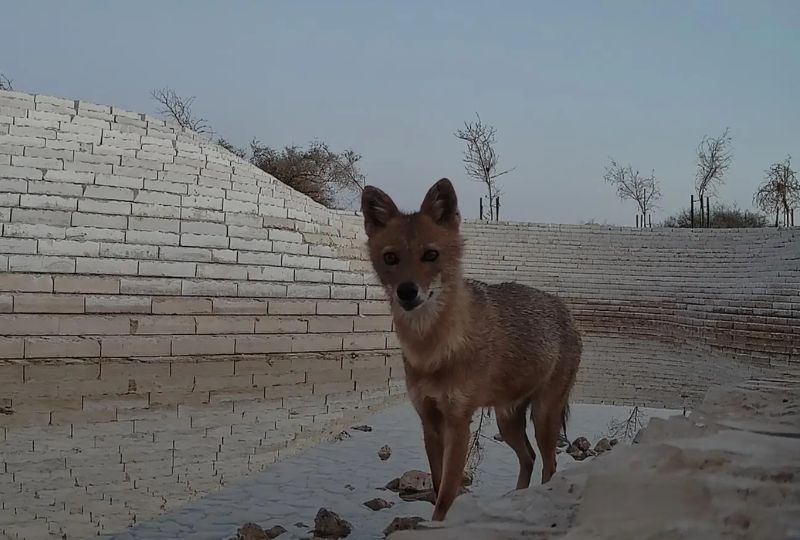 King Abdulaziz Royal Reserve documents first sighting of a golden jackal in Riyadh region